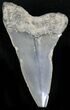 Fossil Mako Tooth - Calvert Cliffs, Maryland #26715-1